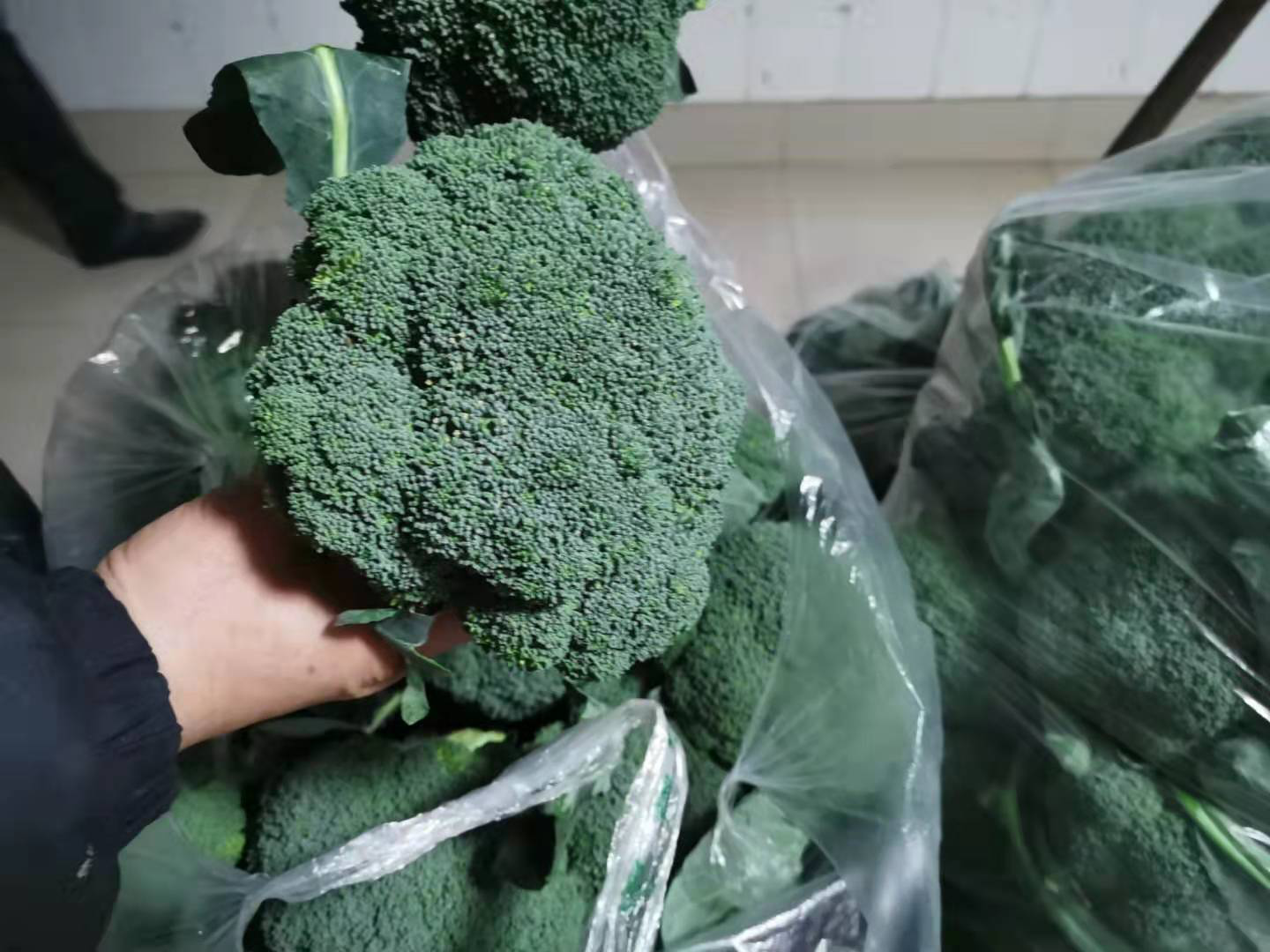 爱尔兰遗憾失利，奥地利摘得胜利果实的简单介绍